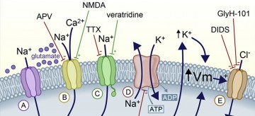 UBC researchers discover brain swelling mechanism