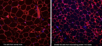 UBC scientists discover possible “obesity gene”