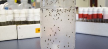 Fruit flies illuminate male-female disease disparities