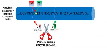 Steering an enzyme’s “scissors” shows potential for stopping Alzheimer’s disease