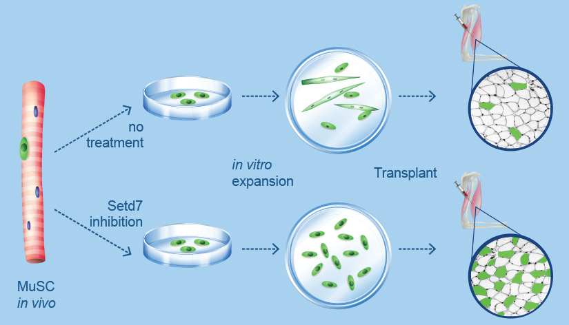 Scientists Design Drug to Control Premature Differentiation of Stem Cells