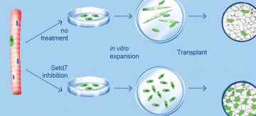 UBC-developed drug shows promise for calming overeager stem cells