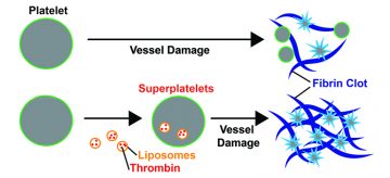 Look! Down in the petri dish! It’s a Superplatelet!