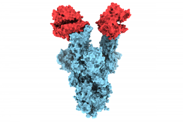 UBC researchers unveil first molecular images of B.1.1.7 COVID-19 mutation