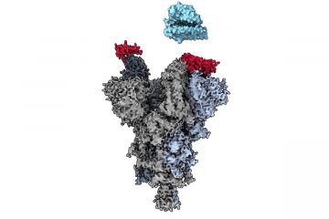 UBC researchers discover ‘weak spot’ across major COVID-19 variants