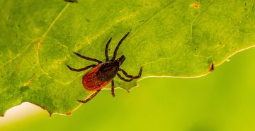 A backlegged tick, which can carry Lyme disease-causing bacteria, on a leaf.