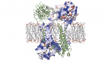 Three-dimensional image of the Blar1 protein that researchers discovered controls antibiotic resistance in Staphylococcus aureus.