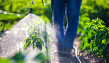 A farmer walks through rows of vegetables spraying them with pesticides.
